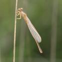 Ischnura pumilio (Scarce Blue-tailed Damselfly) imm female 1.JPG